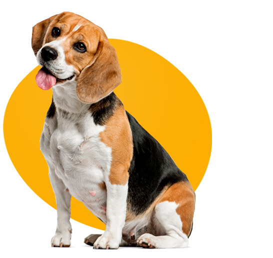 beagle dog with its tongue out