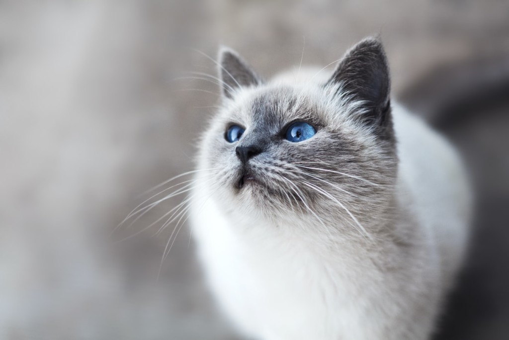 ragdoll cat with its blue eye looking somewhere else