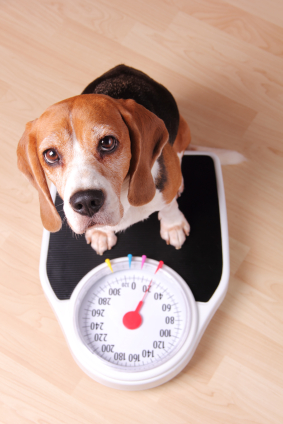 dog looking upward towards camera sitting in weight measuring device