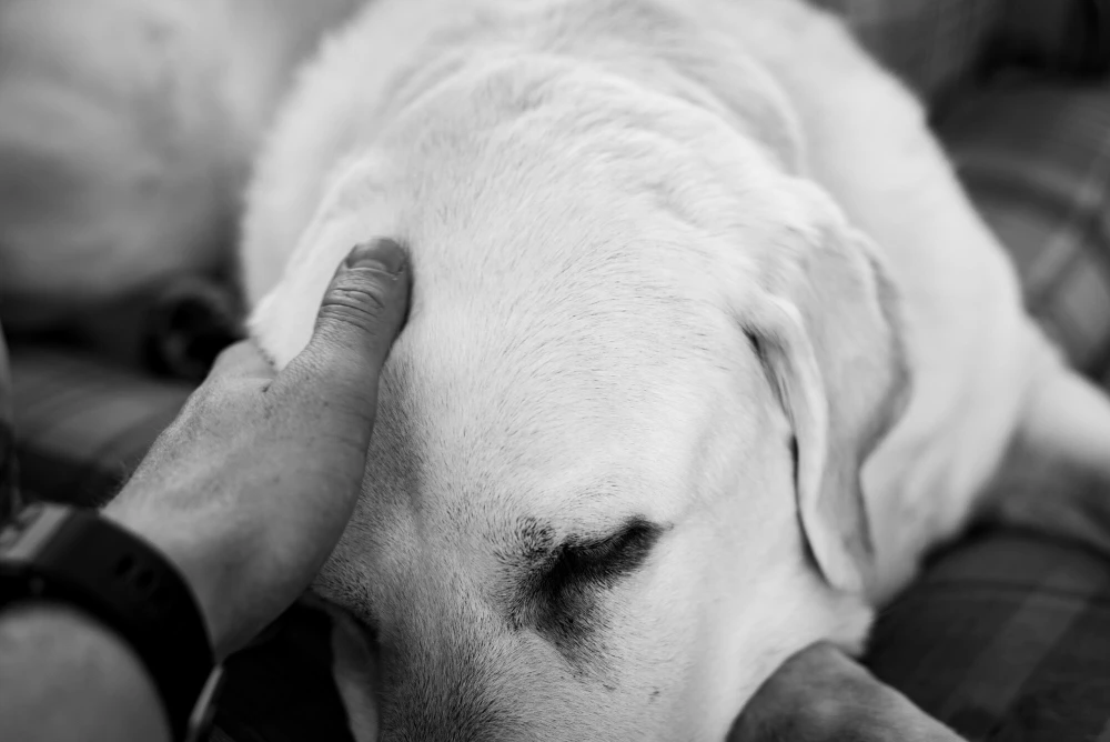 human hand patting white dog at head