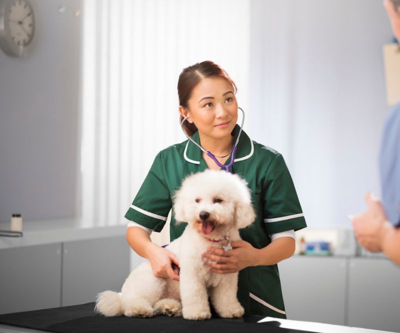 nurse giving medical care to dog at home